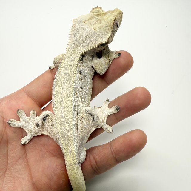 릴리화이트 솔리드백