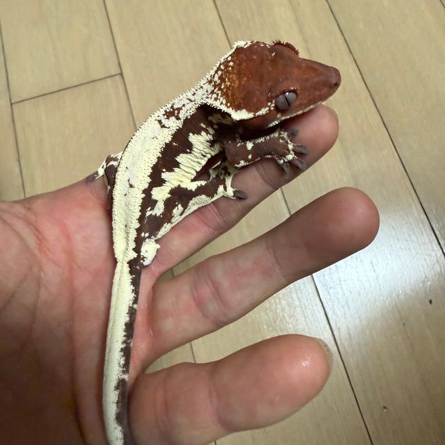 프라푸치노 레드