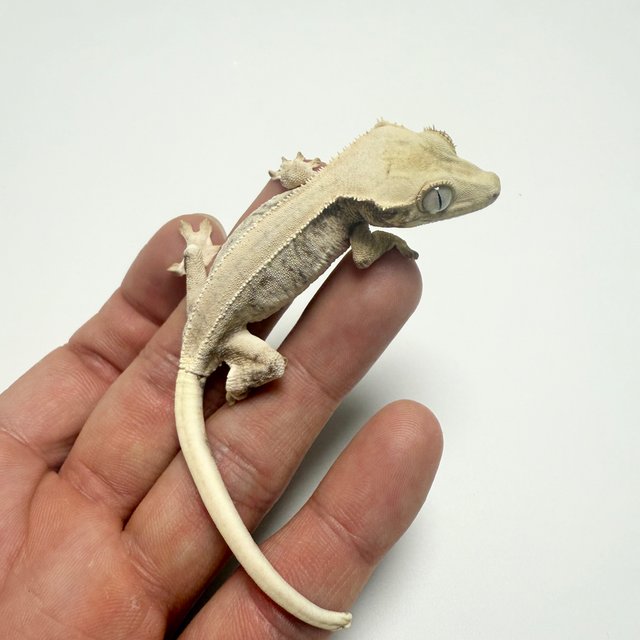 릴리화이트 솔리드백 드리피