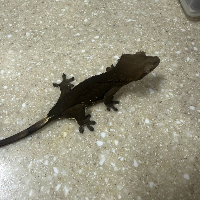챠콜 알티