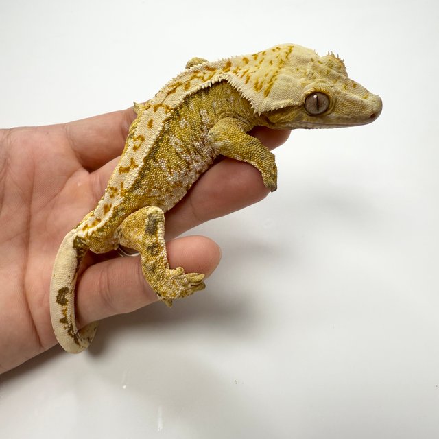 노멀 트라이 익스트림할리퀸 옐로우 화이트스팟