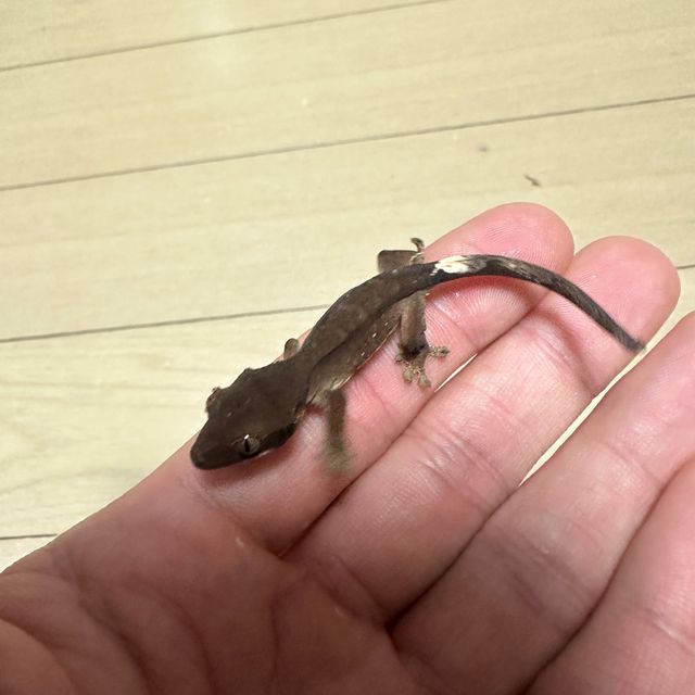 챠콜 알티