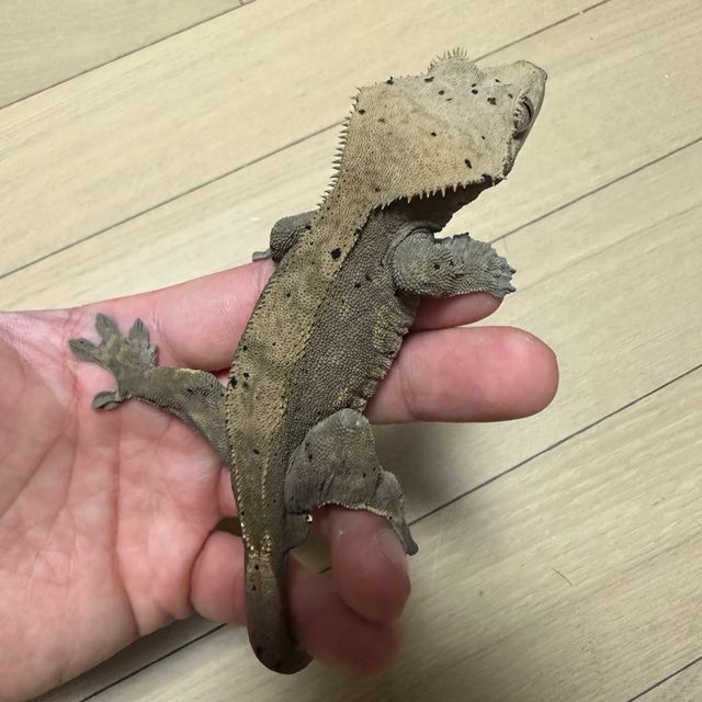 챠콜 알티