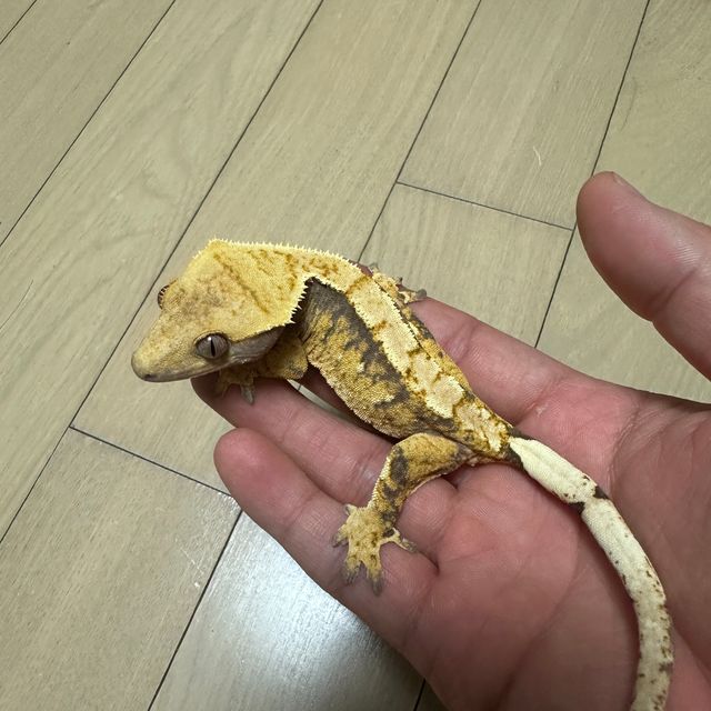 트라이 익스트림할리퀸 텐저린