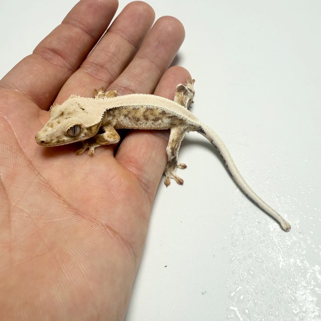 릴리화이트 드리피 화이트스팟 솔리드백 크림 크림시클