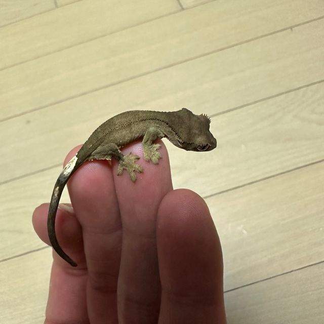 블랙 챠콜 팬텀 알티