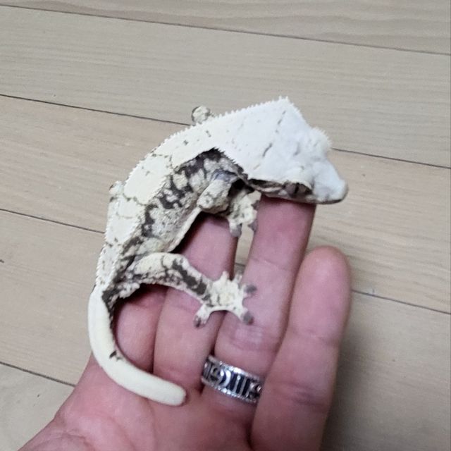 노멀 트라이 익스트림할리퀸 화이트스팟 드리피