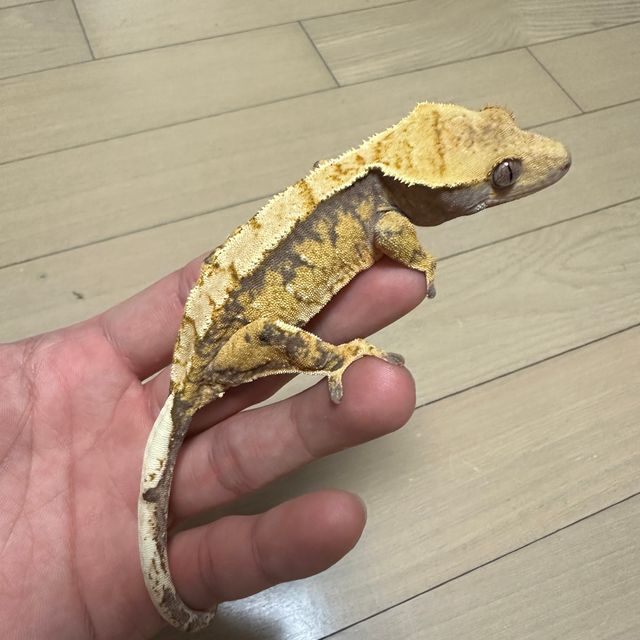 트라이 익스트림할리퀸 텐저린