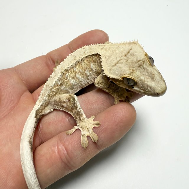 노멀 드리피 화이트스팟 화이트포트홀 크림 크림시클