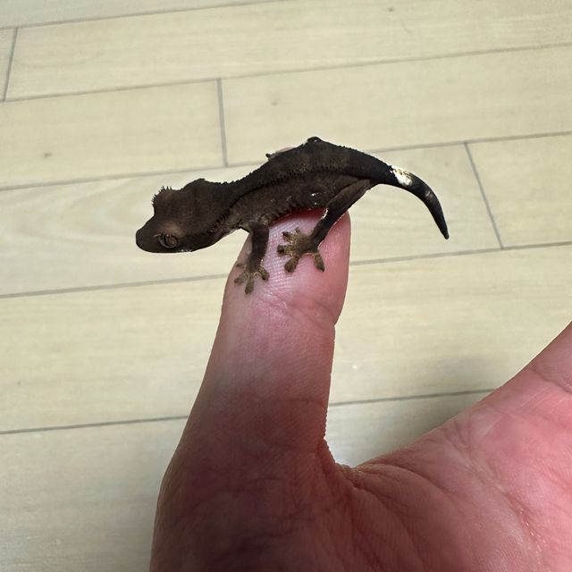 챠콜 알티