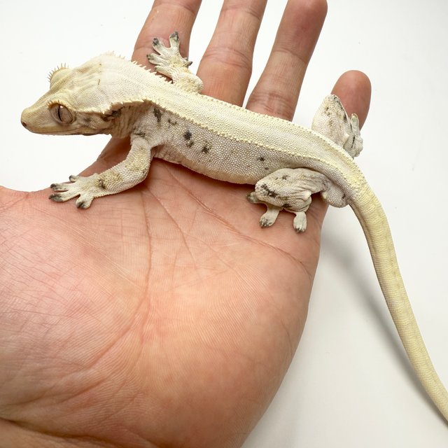 릴리화이트 솔리드백