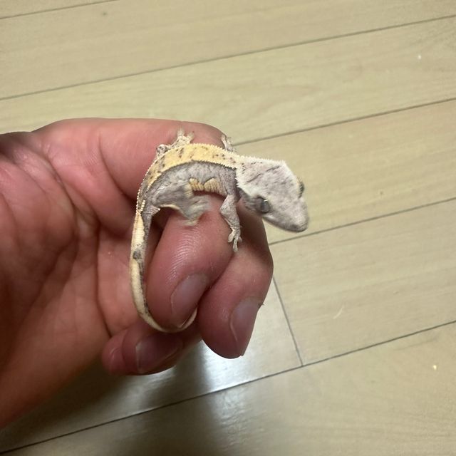 크림시클