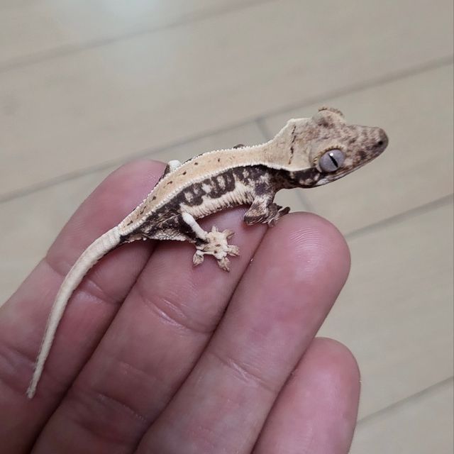릴리화이트 트라이