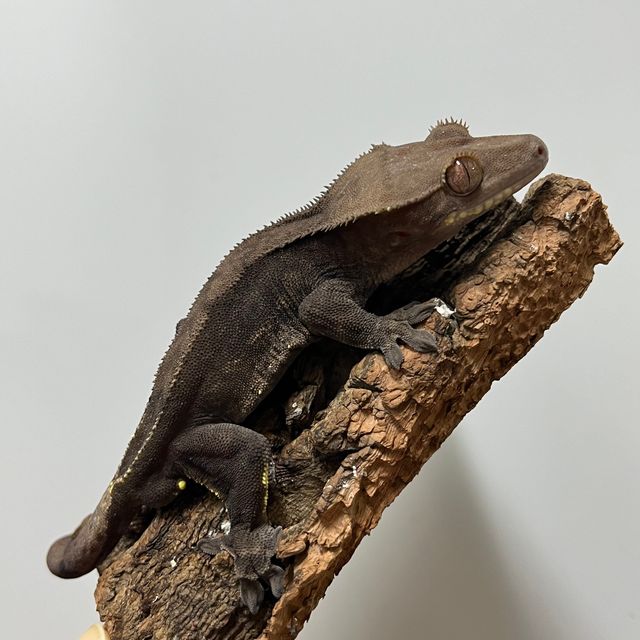 챠콜 알티