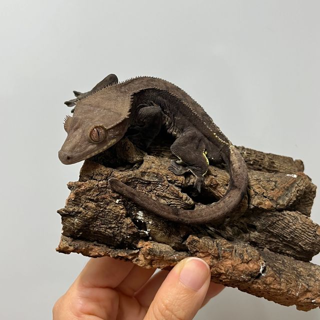 챠콜 알티