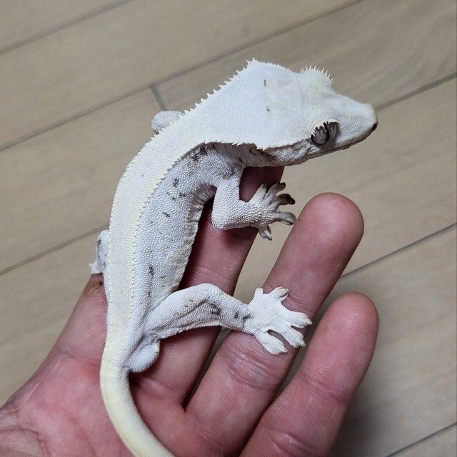 릴리화이트 솔리드백