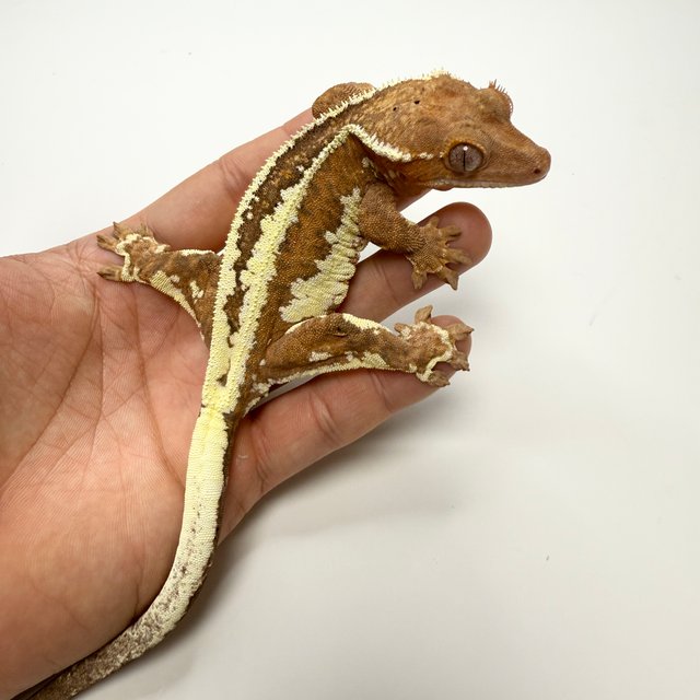 노멀 프라푸치노 레드