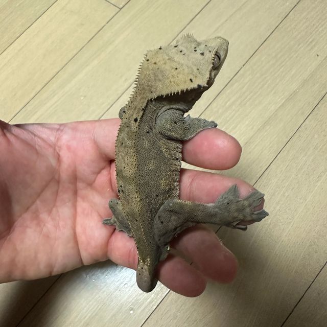 챠콜 알티