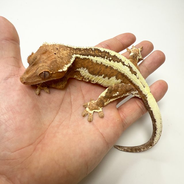 노멀 프라푸치노 레드