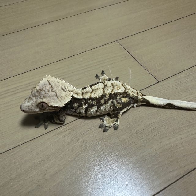 노멀 드리피 화이트스팟