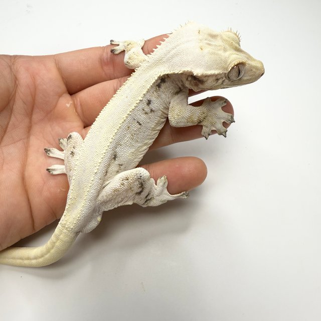 릴리화이트 솔리드백