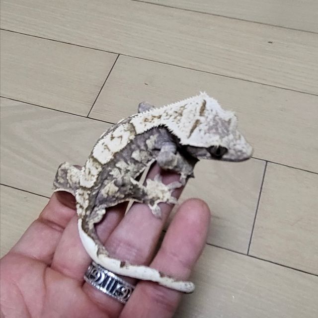 노멀 트라이 화이트스팟