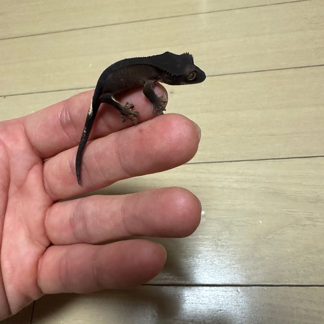 알티 챠콜