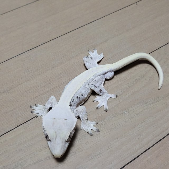 릴리화이트 솔리드백