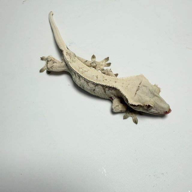 노멀 드리피 화이트스팟 화이트포트홀