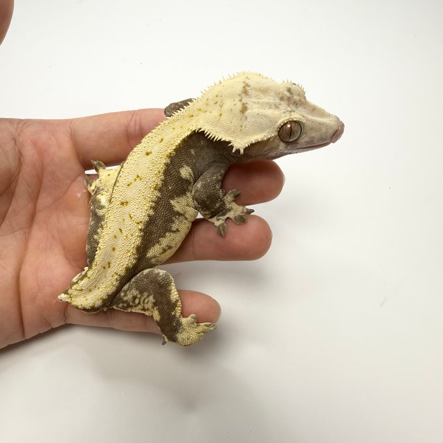 노멀 드리피 솔리드백