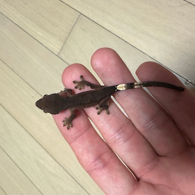 챠콜 알티