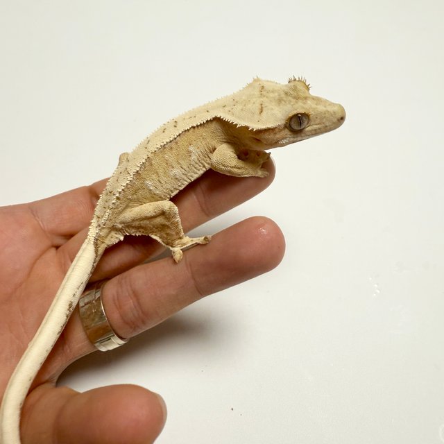 노멀 드리피 화이트스팟 크림시클 크림