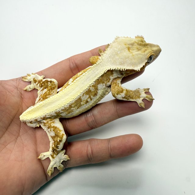 릴리화이트 솔리드백 크림 크림시클