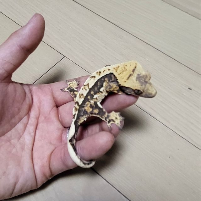 노멀 트라이 쿼드