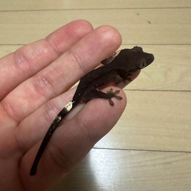 챠콜 알티