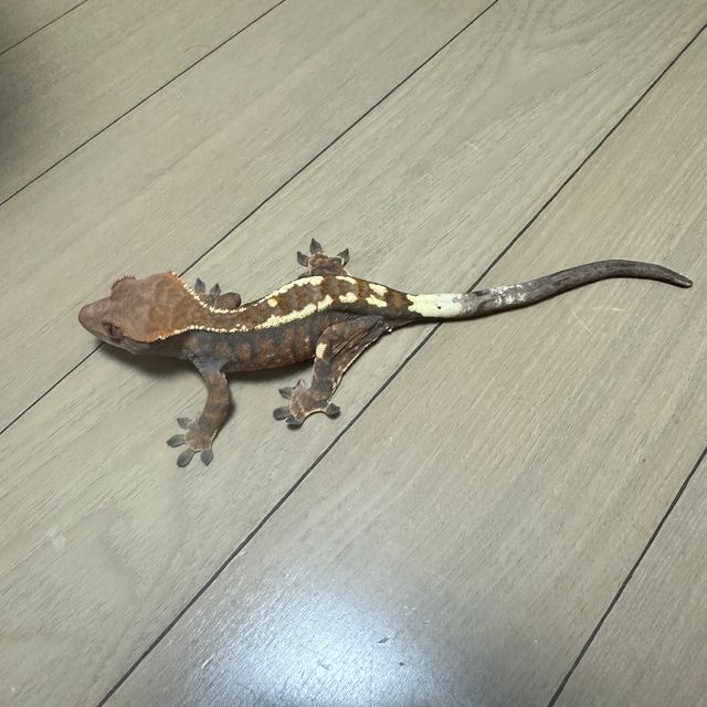 텐저린 카푸치노