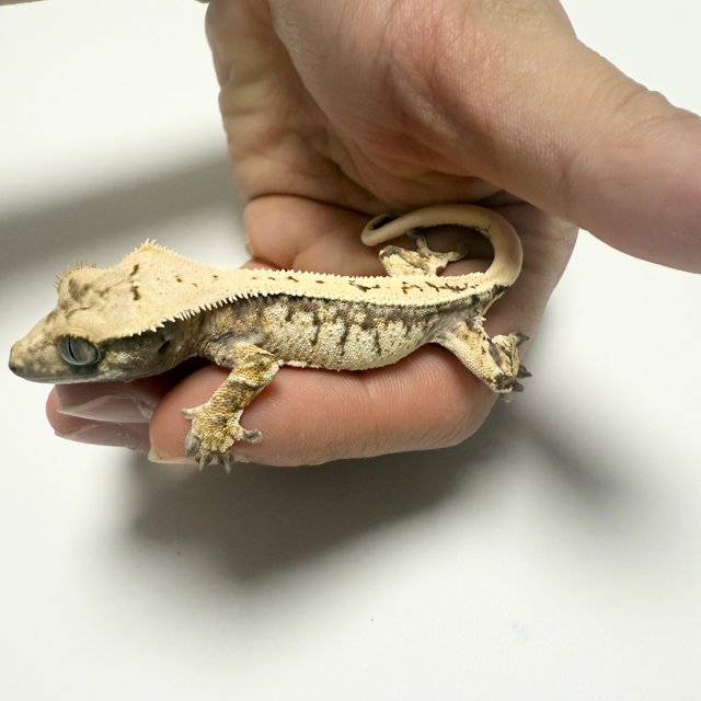 노멀 드리피 화이트스팟