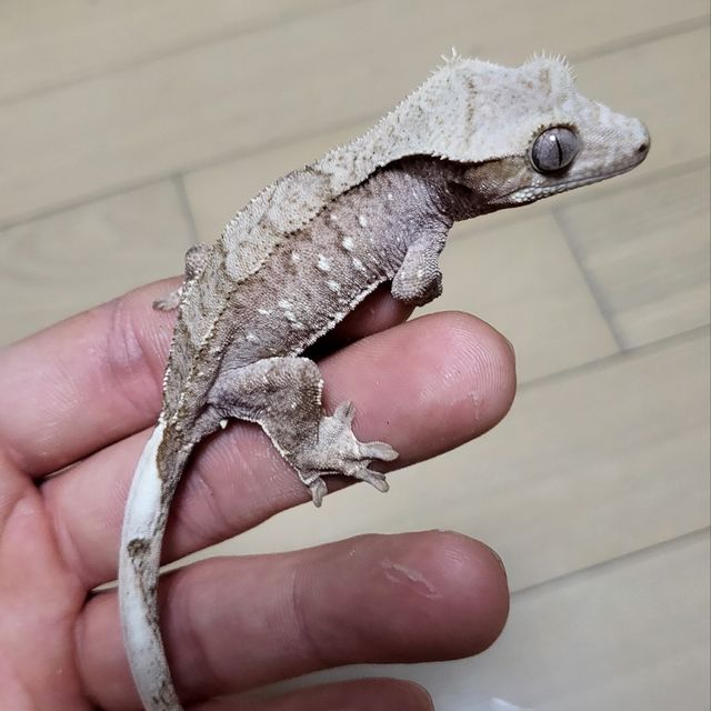 팬텀