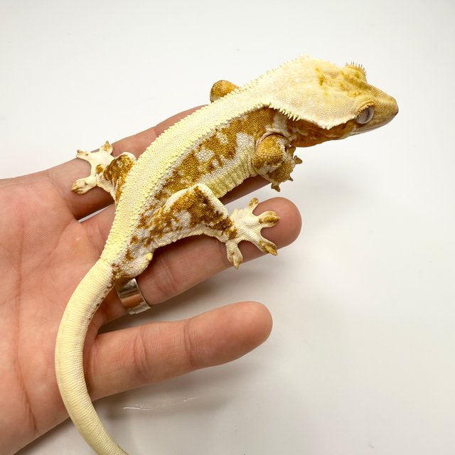 릴리화이트 솔리드백 크림 크림시클