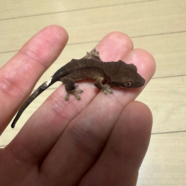 챠콜 알티
