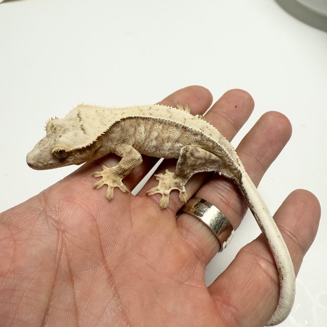 노멀 드리피 화이트스팟 화이트포트홀 크림 크림시클