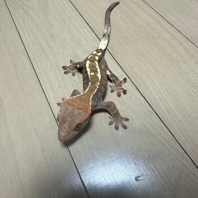 텐저린 카푸치노