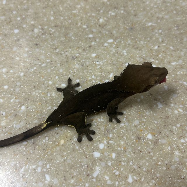 챠콜 알티