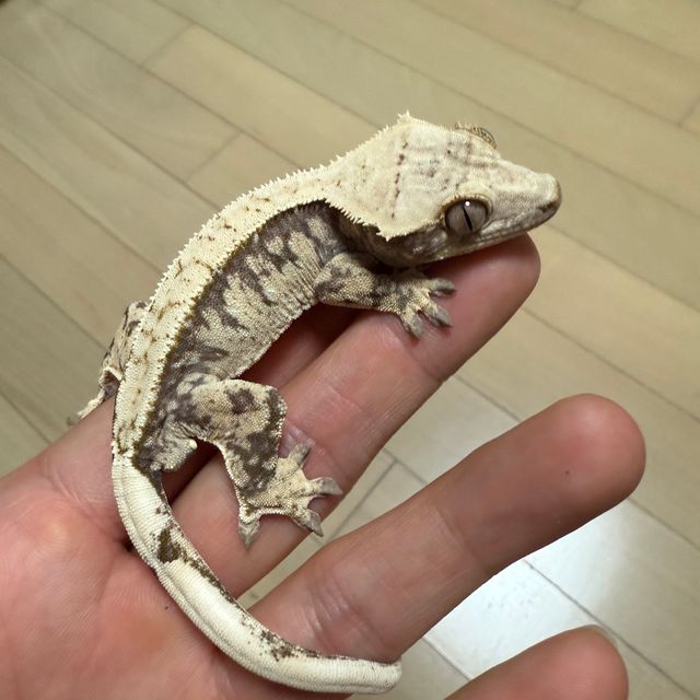 노멀 트라이 핀스트라이프