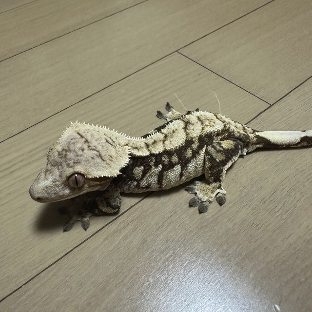 노멀 드리피 화이트스팟