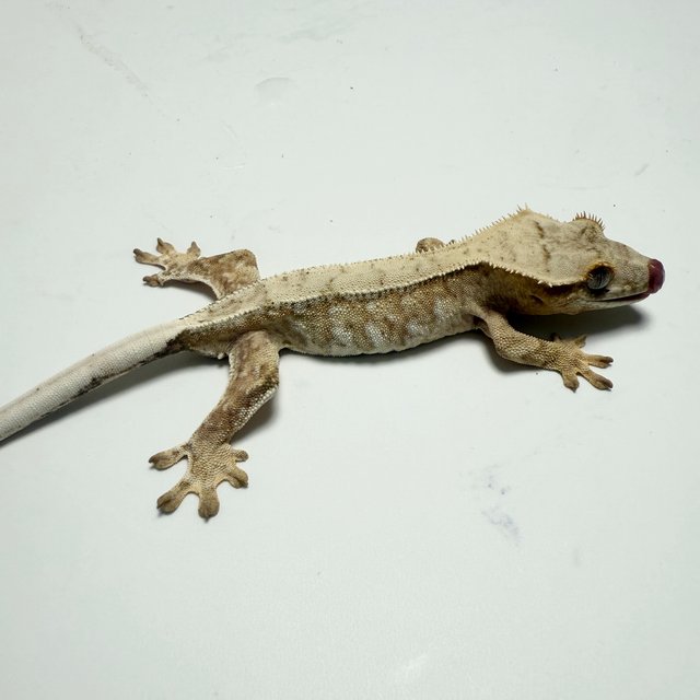 노멀 드리피 화이트스팟 화이트포트홀 크림 크림시클