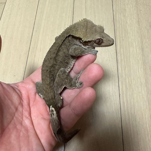 챠콜 알티