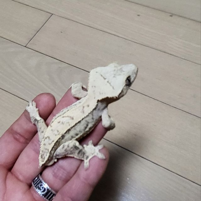 노멀 크림 크림시클