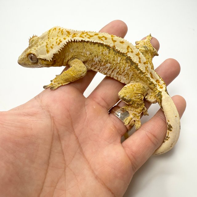 노멀 트라이 익스트림할리퀸 옐로우 화이트스팟