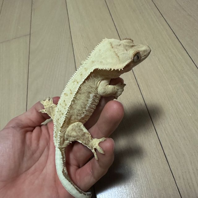 크림시클
